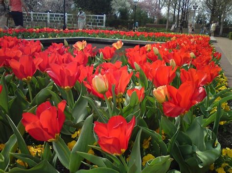 Premium Photo Red Tulips Blooming In Park