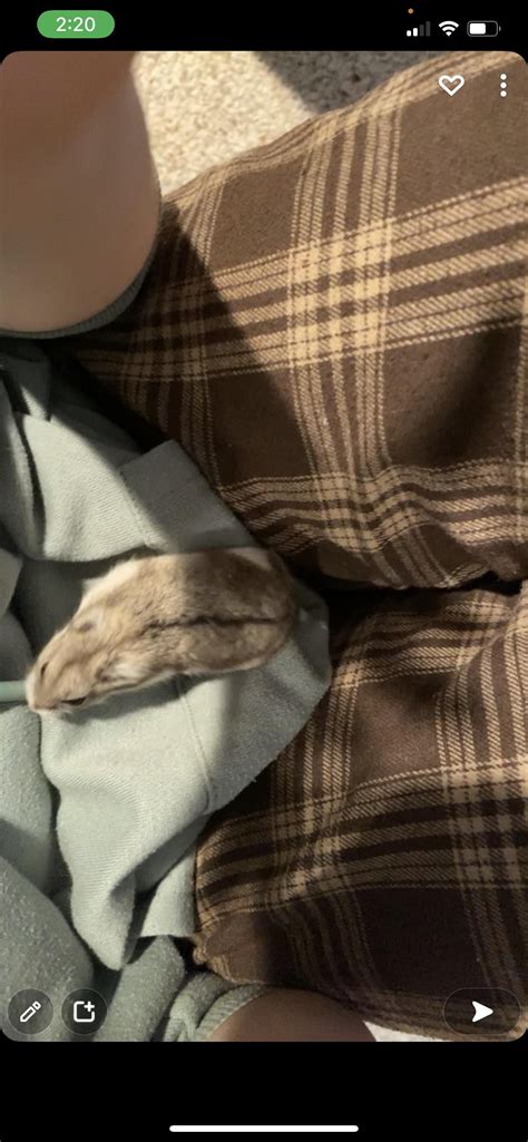can cats and hamsters breed 6