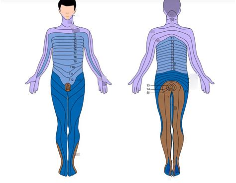 Dermatomes Full Body Diagram Quizlet Porn Sex Picture