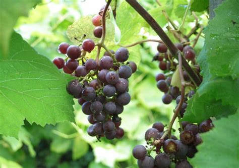 Druivenstruiken Met Rode Druiven Voor In De Nederlandse Tuin