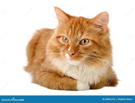 Gato Do Gengibre Imagem De Stock Imagem De Listrado