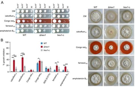 Effects Of Cell Wall And Plasma Membrane Stress On Hex A Responses