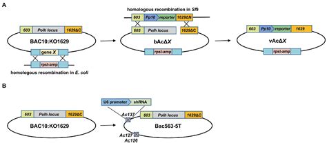 Frontiers Improvement Of Protein Production In Baculovirus Expression Vector System By