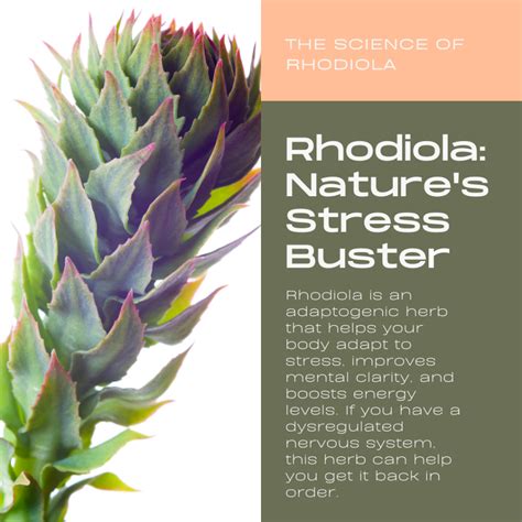 Rhodiola The Potent Natural Stress Relief Remedy You Need Basic B