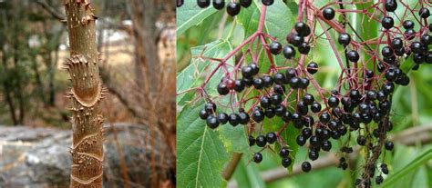 A Guide To Poisonous Elderberry Lookalikes | ForagingGuru