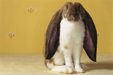 Holland Lop Wallpapers Wallpaper Cave