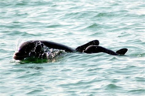 Bottlenose Dolphin – "OCEAN TREASURES" Memorial Library