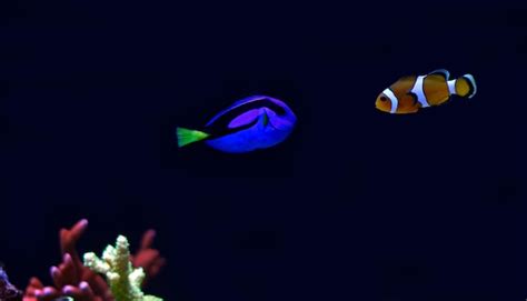 Premium Photo | Real dory and nemo swimming in marine aquarium tank