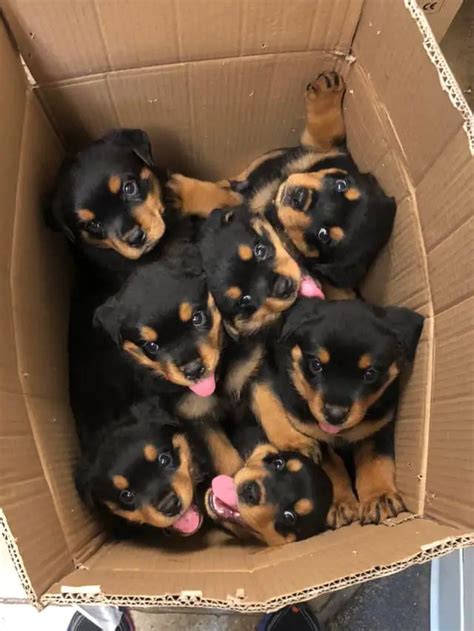 rottweiler-puppies | Rottweiler Life