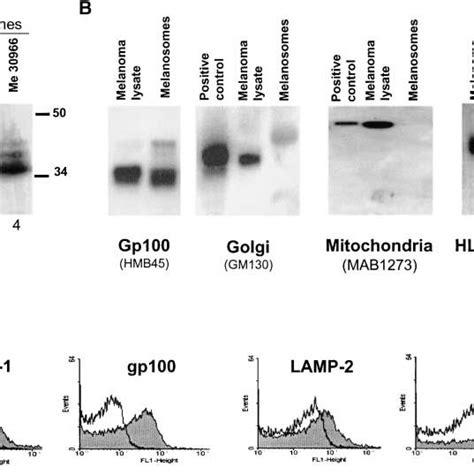 Immunocytochemical Analysis Of Fasl Expression In Human Melanoma Cells