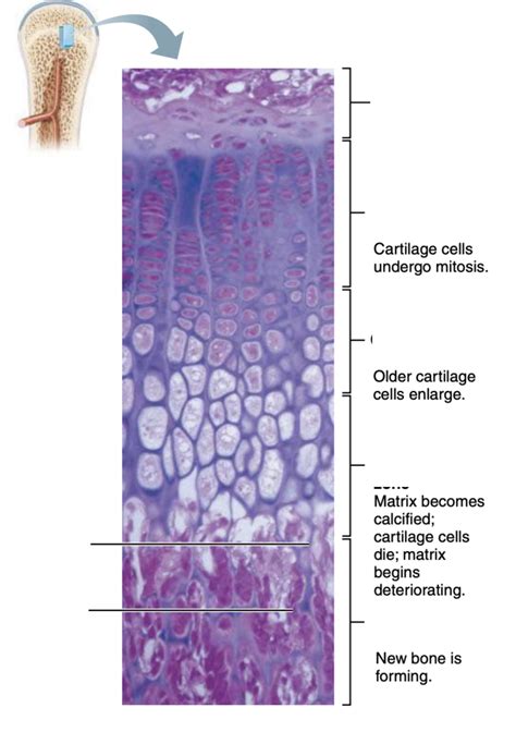 Ossification Bone Formation And Growth In Length Diagram Quizlet