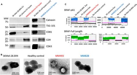 Validation Of EV Isolation From Exo Easy And Confirmation Of Splicing