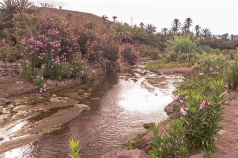 La vallée des roses à Ouarzazate un incontournable du Maroc