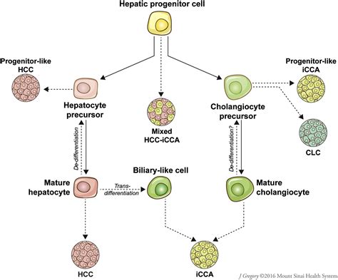 Liver Cancer Cell Of Origin Molecular Class And Effects On Patient Prognosis Gastroenterology