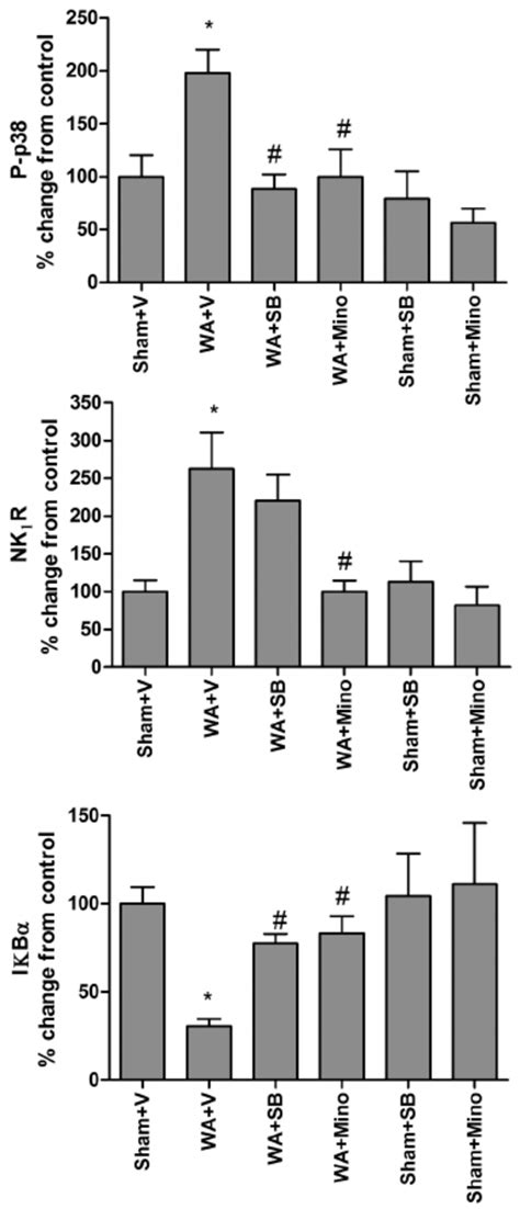 Effect Of Chronic Treatment With Minocycline G Day It And The