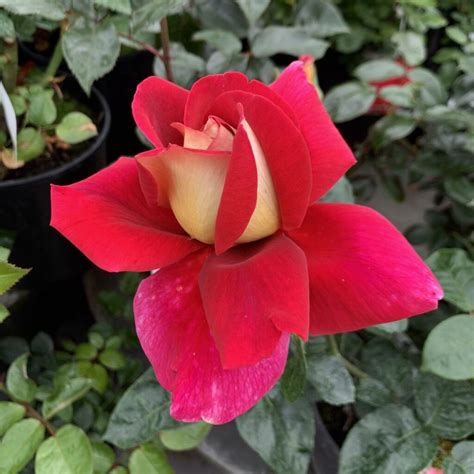 Rose Bush Kronenbourg Springvale Garden Centre