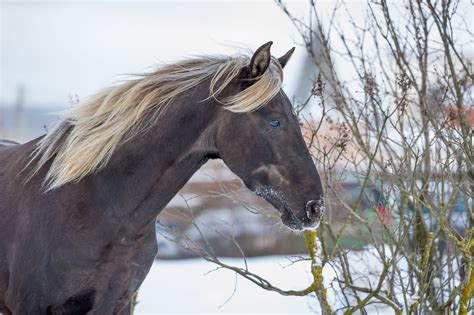 Rocky Mountain Horse Breed Profile