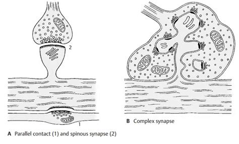 Types of Synapses