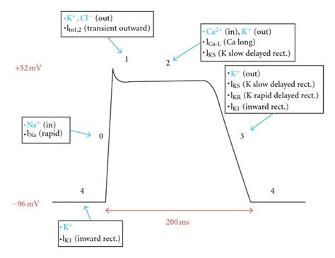 Myocardial action potential. Phase 0 rapid depolarization is mediated ...