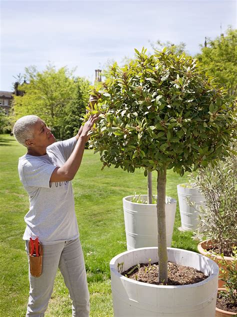 Laurier Snoeien Wanneer En Hoe Doe Je Dat Gardeners World