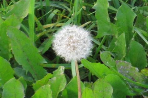 Picture Of Dandelion Brief Introduction Of Morphological