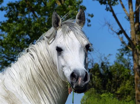 Arabisches Vollblut White Leiter Kostenloses Foto Auf Pixabay