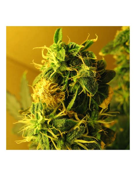 Northern Light Nirvana Seeds Regular Cannabis Seeds