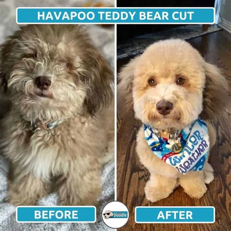 Havapoo Haircuts: Top 6 Grooming Styles (with Photos!)