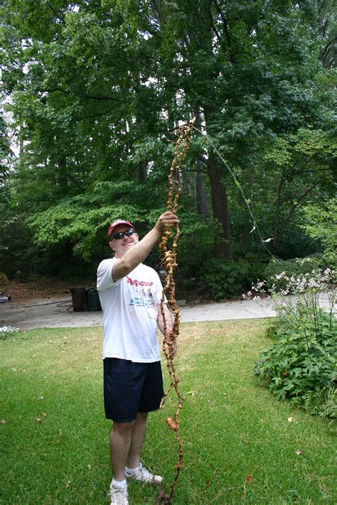 Smilax Identification Walter Reeves The Georgia Gardener