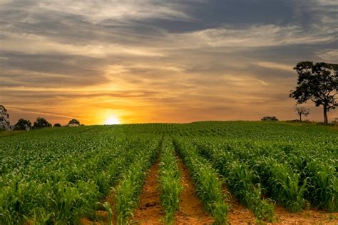 Plantación de maíz con hermosa puesta de sol Foto Premium