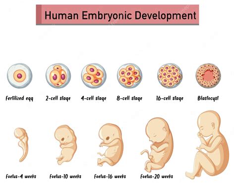 Desenvolvimento Embrionário Humano Em Infográfico Humano Vetor Grátis