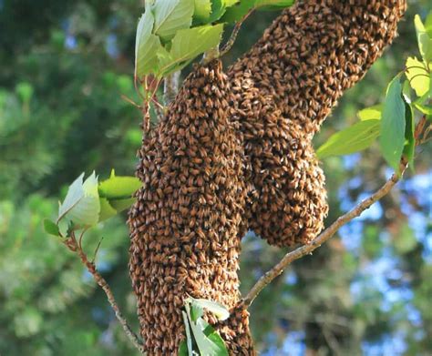 What Is A Group Of Bees Called? - Beekeeping 101