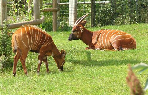 Pictures of Paignton Zoo