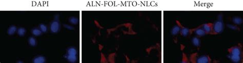 Effects Of MTO NLCs And ATL FOL MTO NLCs On GCTB28 Cells A In Vitro