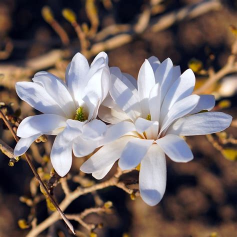 Leonard Messel Japanese Magnolia Trees For Sale At Ty Ty Nursery