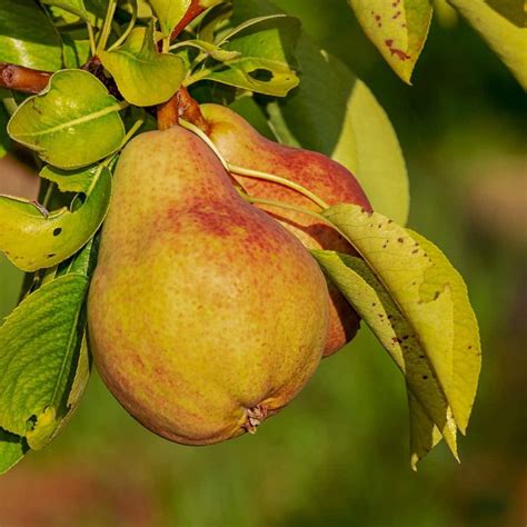 Pear Ripening Chart When Are Pears In Season