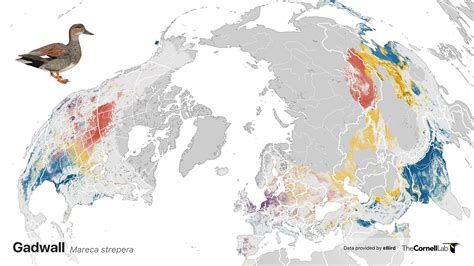 Global Patterns Of Bird Abundance And Distribution Revealed For