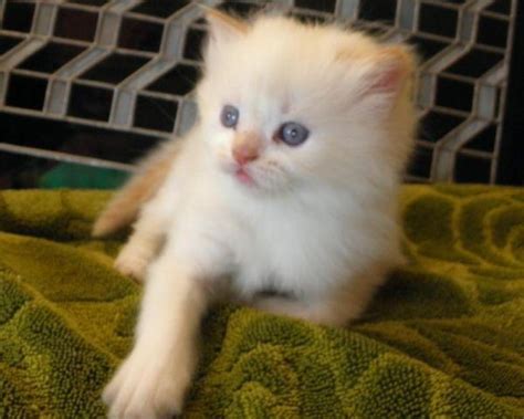 Ragdoll Kitten Flame Point Purebred (ready to home) for Sale in Sumach, Washington Classified ...