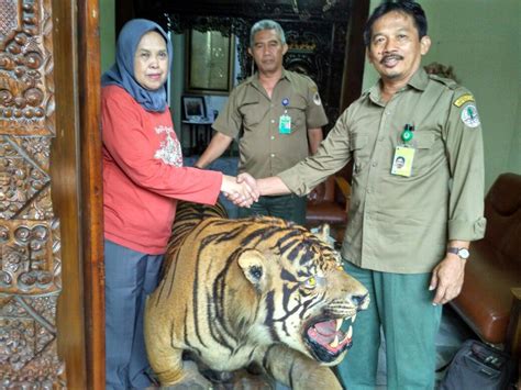 Penyerahan Offset Harimau Sumatra Panthera Trigis Sumatrae Ditjen