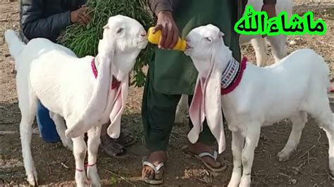 Top Class Gulabi Goat Babies In Hyderabad Bakra Mandi Youtube