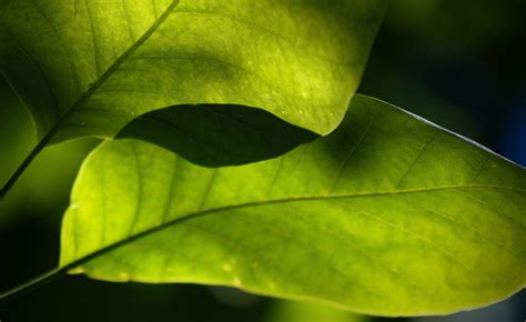 Wallpaper Sunlight Leaves Nature Plants Branch Green Yellow