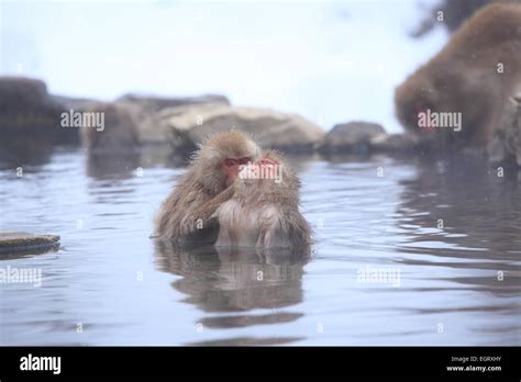 Snow Monkey In Hot Spring Jigokudani Nagano Japan Stock Photo Alamy