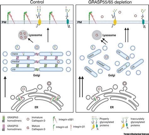 Nonredundant Roles Of Grasp55 And Grasp65 In The Golgi Apparatus And