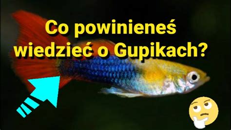 Gupik Co Powiniene Wiedzie Youtube