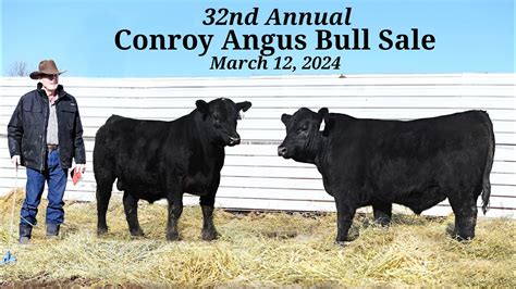 Conroy Angus Bull Sale Preview Youtube