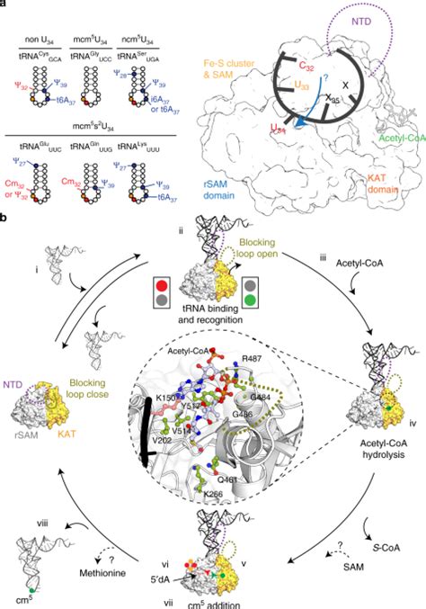 The Elongator Subunit Elp3 Is A Non Canonical TRNA Acetyltransferase