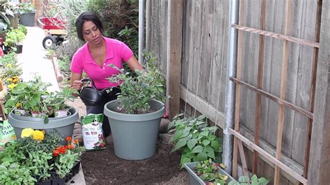 How To Fertilize Blueberries With Tomato Plant Food The Chefs Garden