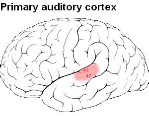 Primary auditory cortex - Location, Function and Pictures