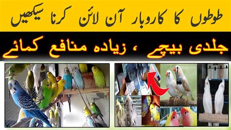 How To Start Birds Business Online In Pakistan Make Profit In Birds