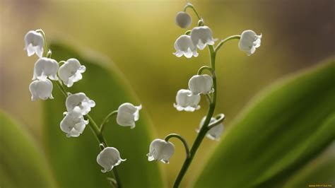 20 Lily Of The Valley Wallpapers Wallpaperboat